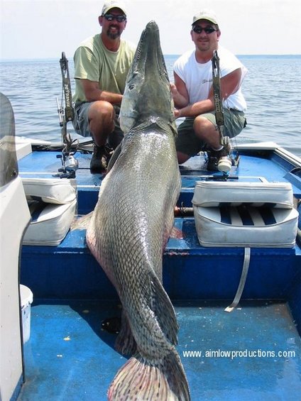 Oklahoma Gar