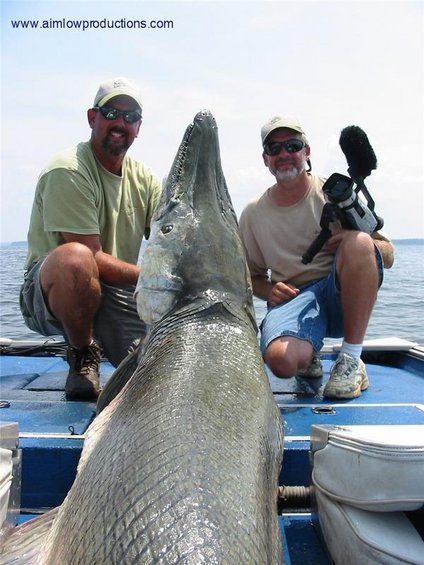 380863.jpg Oklahoma Gar