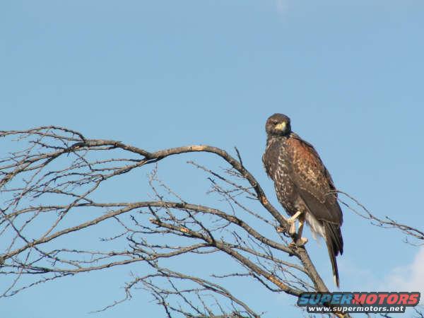 Hawk perched on a tree branch against a blue sky
