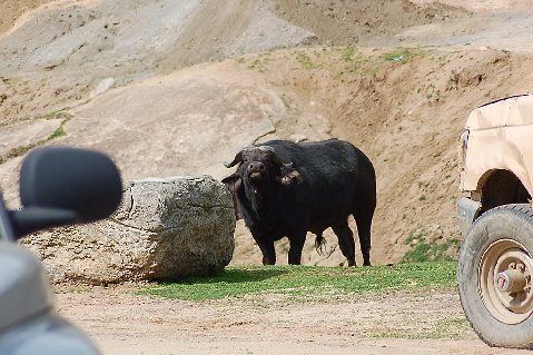 Water buffalo stands in grassy area with a rock to its left and a tan vehicle to its right