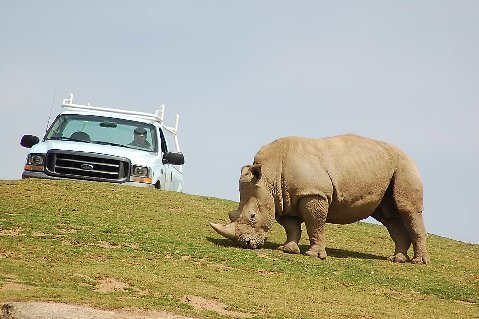 White pickup truck with ladder rack on grassy hill, facing a rhinoceros