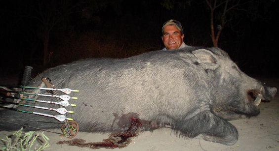 Man smiling behind a very large wild pig with arrows in its side