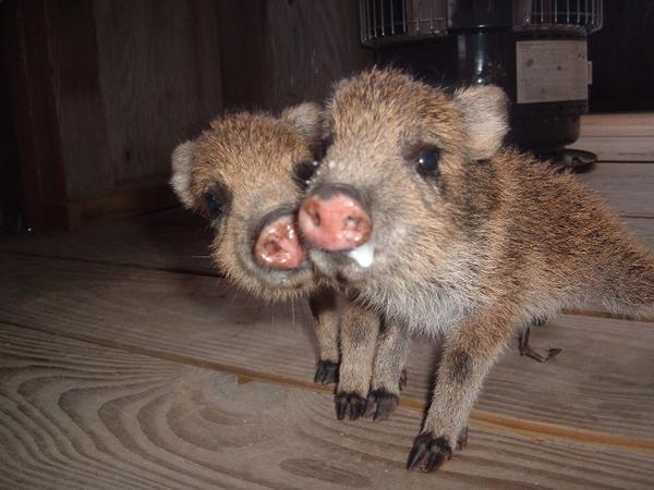 Two baby wild pigs with striped fur and pink snouts stand on a wooden floor