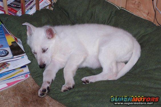 White German Shepherd puppy sleeping on a green cushion next to a stack of magazines. Date stamp reads 04/15/2006