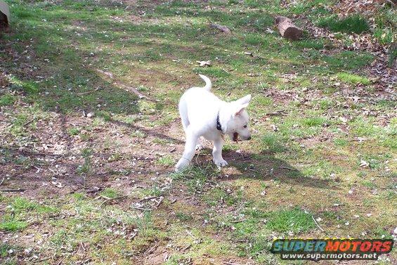White puppy with black collar in grassy yard