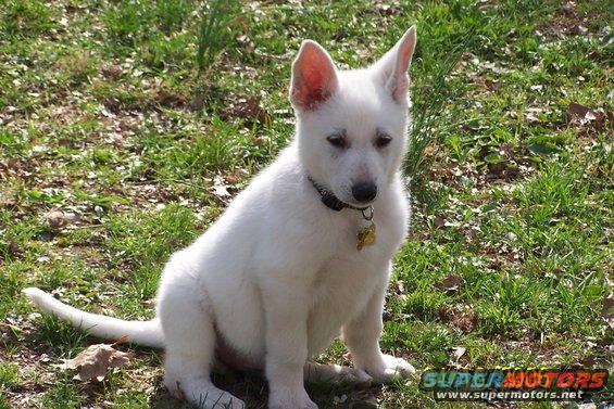 White German Shepherd puppy sitting on grass with a yellow tag on its collar