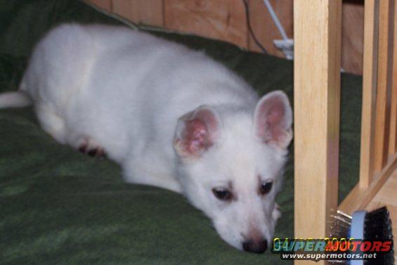 White dog lying on a green blanket