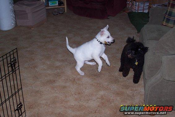White puppy with black collar and black poodle-like puppy on carpeted floor near couch and dog crate