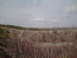 1991 Ford Bronco - A desolate scene with a dirt hill and scattered trees under a cloudy sky.