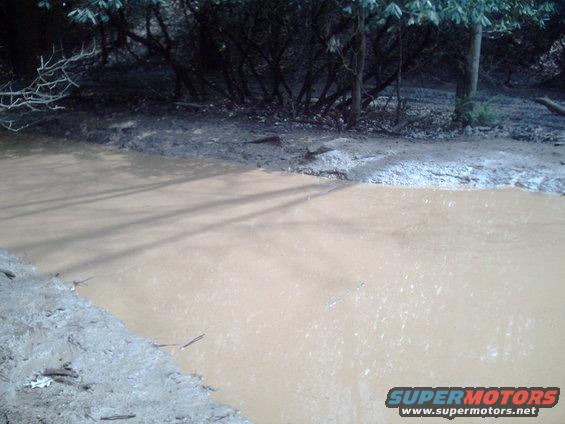 Muddy water and trees in a wooded area