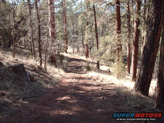 dirt road going through a forest with tall trees and dry grass