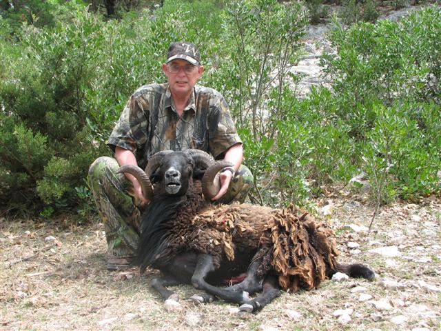Man with large ram in wooded area