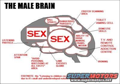 Diagram labeling areas of the male brain with humorous descriptions like 'sex', 'crotch scanning area', and 'lame excuses gland'