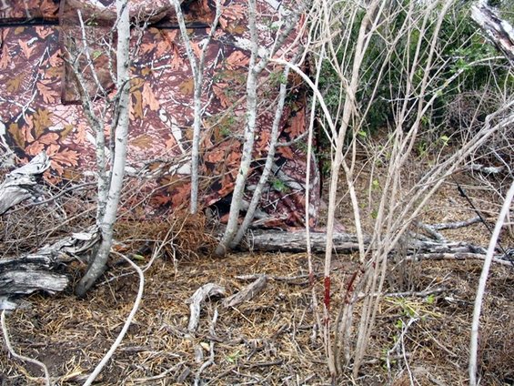 yesterday evening i shot a javelina with my bow.  i shot him at 20 yards in front of me.  at the shot, he whirled and ran straight at my blind.  he bumped into my blind and fell in front of me.  i thought he was goin to come into the blind with me.  he got up and staggered around the blind collapsed 20 yards behind me.  i dont know how i would have gotten out of the blind that has a window of only 8x8 inches.  here are the pics of the blood on the blind when he bumped into it.  i hate to admit, but i was scared.  wish i had my 44 mag instead of my bow.
