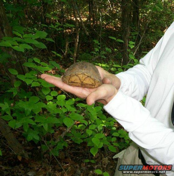 frank-and-turtle--bmra.jpg 