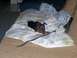 1991 Ford Bronco - Puppy chewing on a stick while lying on a bed with patterned sheets.