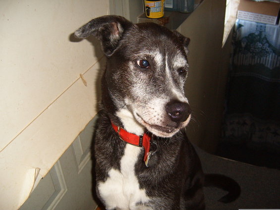 Dog with graying muzzle and red collar