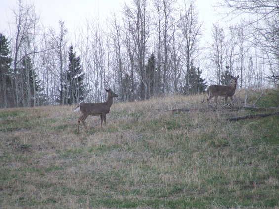 A couple deer.