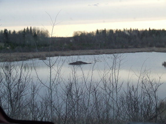 A beaver dam/mound.