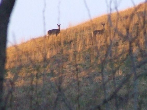 A couple more deer.