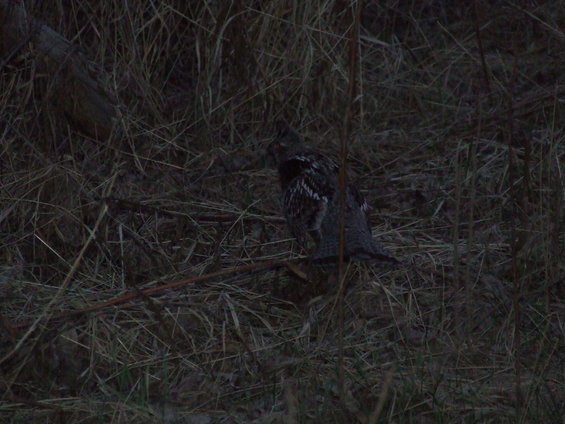 Grouse