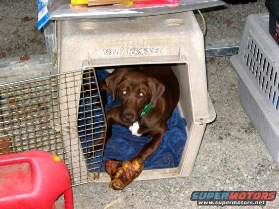Brown dog with a bone in a Vari Kennel