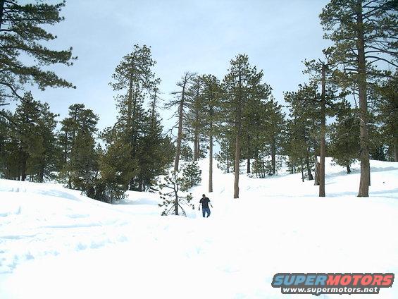 Snowy landscape with pine trees and a person walking in the distance. A website logo is in the lower right corner