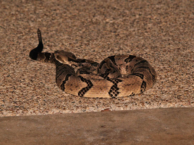 Timber Rattler