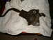 1979 Ford Bronco - A rusty parking brake assembly, likely from an older vehicle, is shown resting on a white cloth.