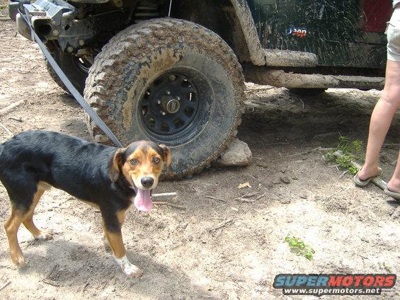 Dog in front of a muddy 2004 Jeep TJ. The Jeep has large off-road tires