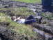 1994 Ford F-250 - A man appears to be enjoying a mud bath next to a vehicle stuck in the mire.