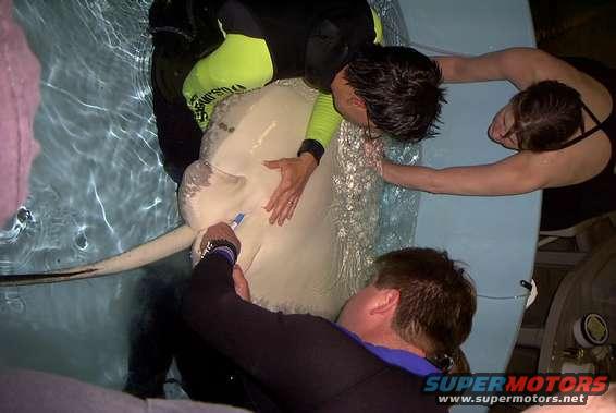 This is the ray we pulled.  Her name is Zilla, she hasnt eaten in a long time so we tried force feeding her,  worked, kinda.  here were taking samples. parisites, and blood and such