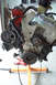 1995 Ford Taurus - Engine assembly mounted on an orange stand, ready for service or replacement.