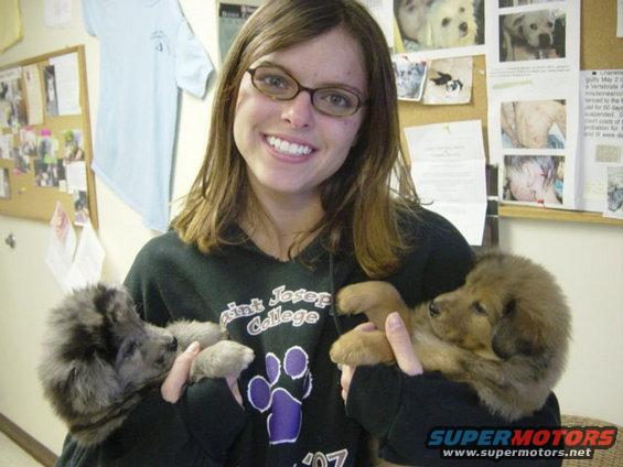Sarah with a couple of puppies we had up for adoption at the shelter. 