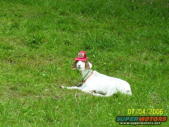 goat.jpg 