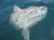 1979 Ford F-250 - A large ocean sunfish is visible just below the surface of the water.