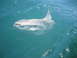 1979 Ford F-250 - A large ocean sunfish swims near the surface of the water, with a Supermotors.net watermark visible.