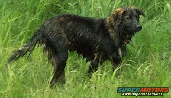 A Northwestern Jeepdog, very rare breed.  