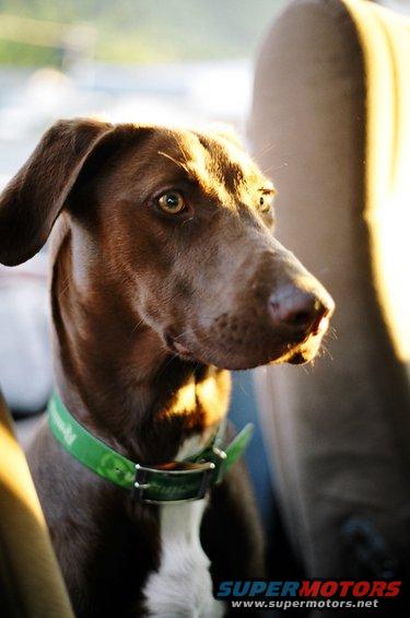 Brown dog with green collar looking out car window