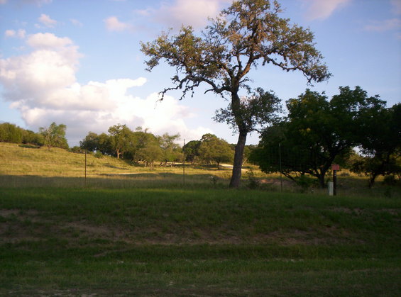 Grassy field with trees and clouds under a blue sky