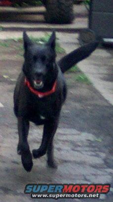 Black dog with a red collar running on pavement, with a blurry tire and background