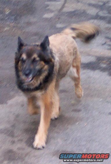 Dog walking on pavement