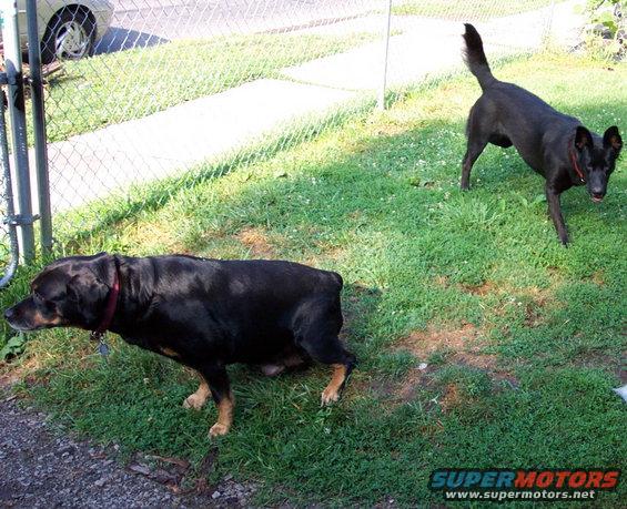 Two dogs, one Rottweiler-type and one black dog, are in a grassy yard near a fence. A car is partially visible behind the fence