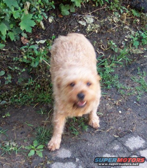 Tan dog standing on dirt and pavement