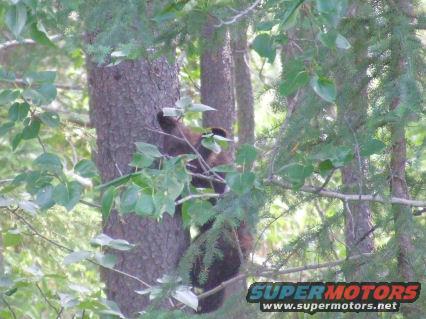 Bear climbing up a tree trunk, surrounded by green leaves and branches