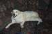 1994 Ford F-150 - A dog rests on a couch with a distinctive patterned upholstery. The Supermotors logo is visible in the lower right corner.
