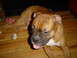 1989 Ford Bronco - A boxer dog rests on a hardwood floor indoors.