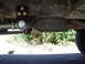 1989 Ford Bronco - Put my Mark Z modded skidplate on