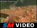1992 Suzuki GSX-R 750 - Octopus owning a man!! :O