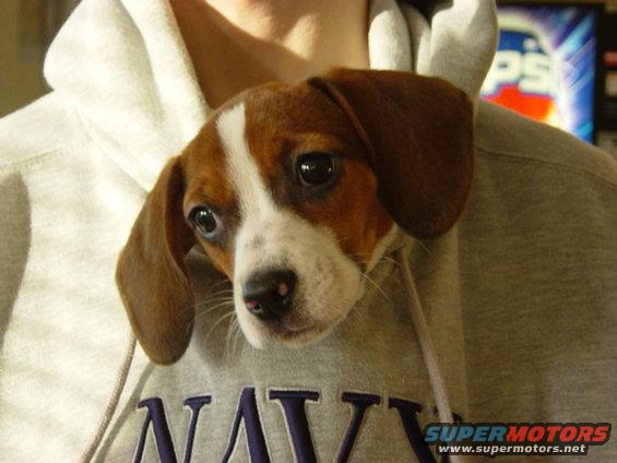 puppy peeking out of a grey hoodie with 'NAVY' on it